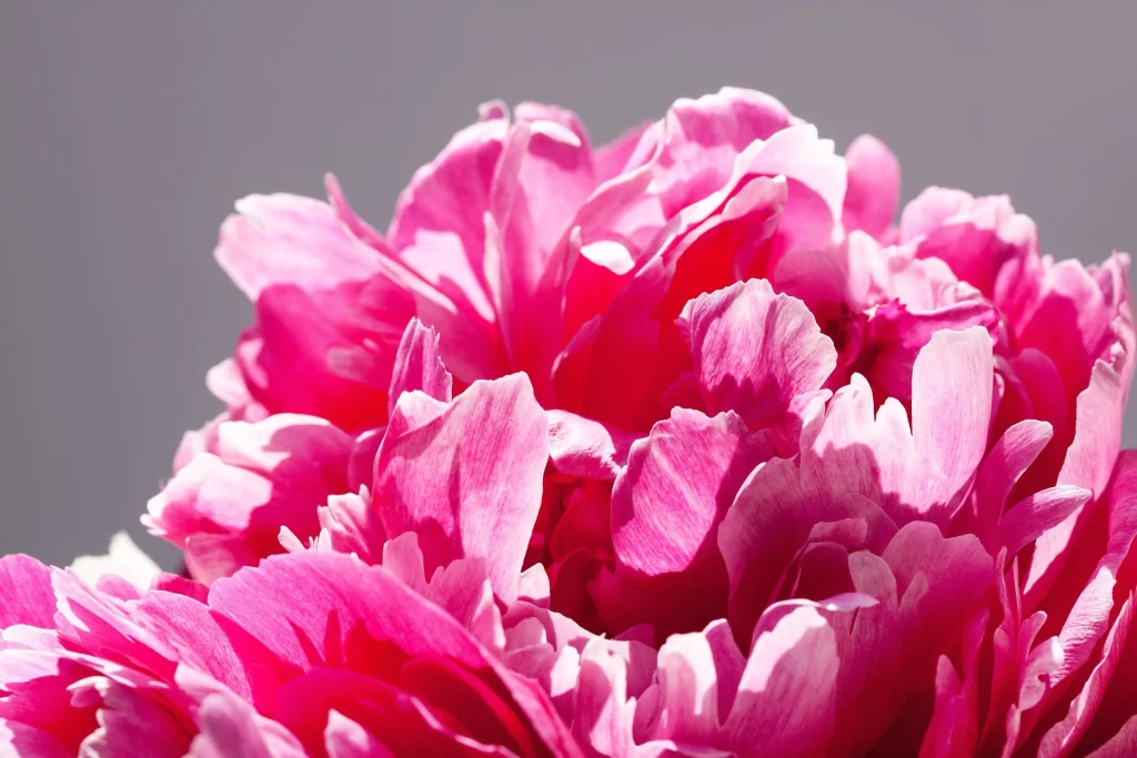 Pink Peony Bloom Petals Ruffled warm Texture