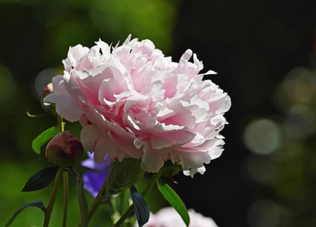 Pink Peony Bloom Petals Ruffled gray Green