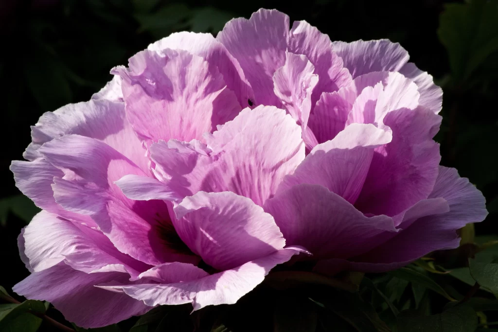 Pink Peony Bloom Petals Ruffled warm Texture