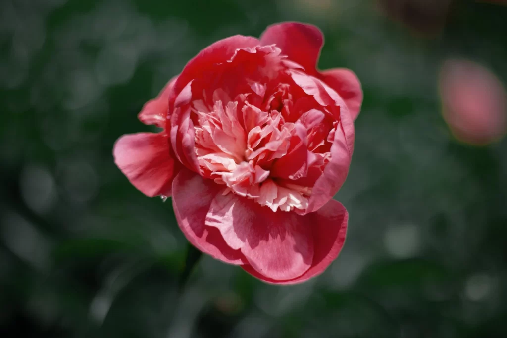 Pink Peony Bloom Petals Ruffled Dark gray Background