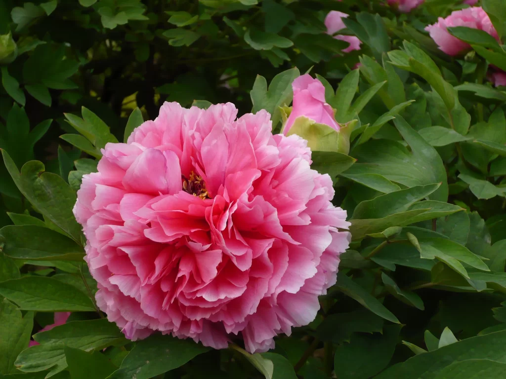 Pink Peony Bloom Petals Ruffled Green gray Leaves