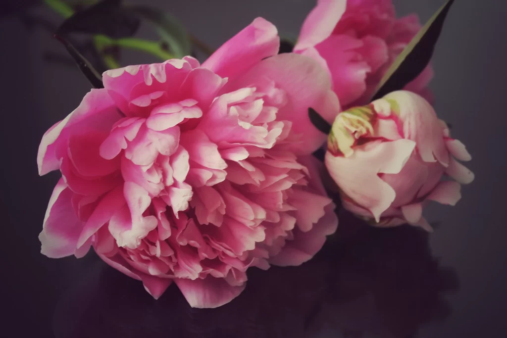 Pink Peony Bloom Petals Ruffled Dark warm Background