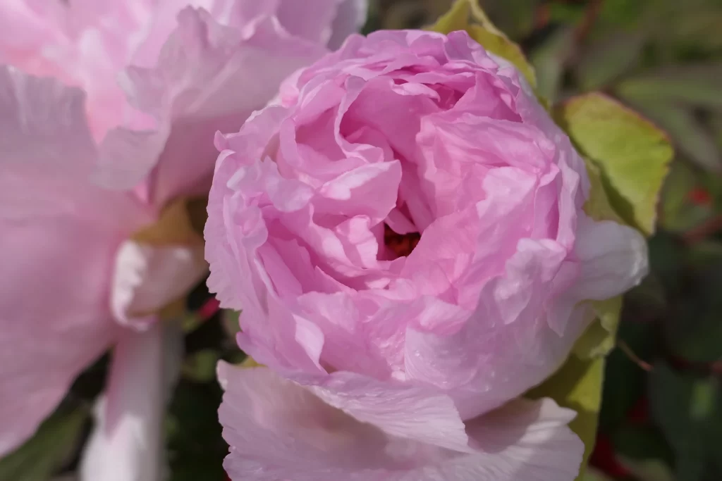 Pink Peony Bloom Petals Ruffled warm Texture