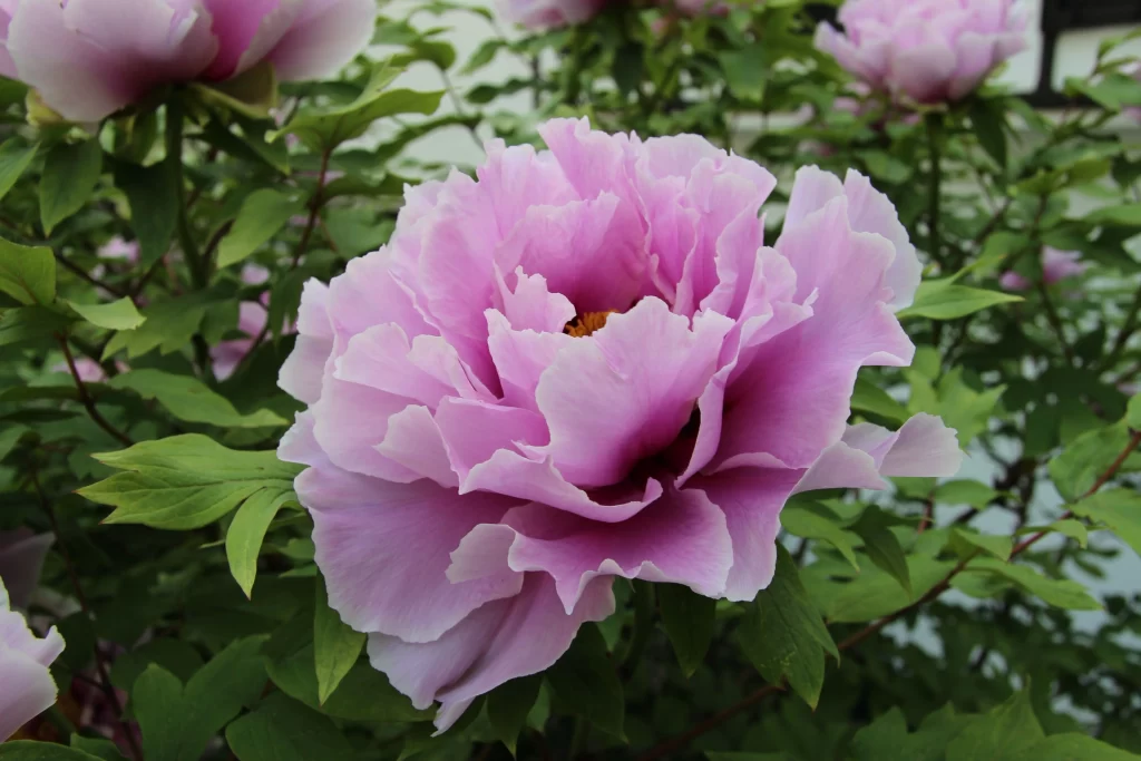Pink Peony Bloom Petals Ruffled gray Green