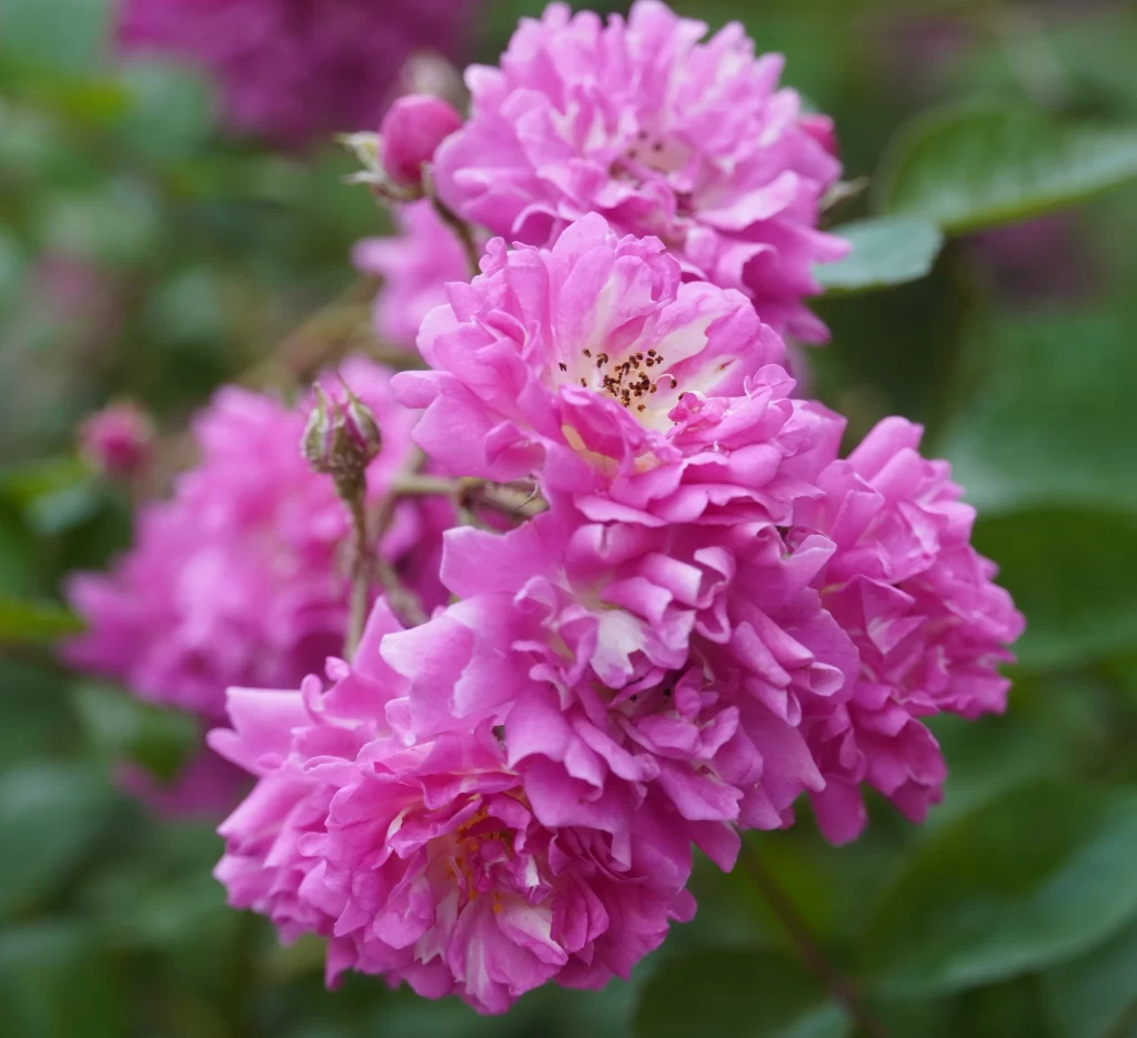 Pink Peony Bloom Petals Ruffled warm Green