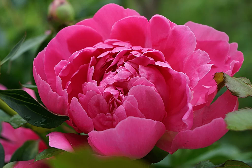 Pink Peony Bloom Petals Ruffled warm Green