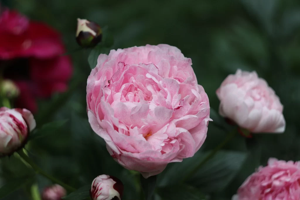 Pink Peony Bloom Petals Ruffled Dark Green