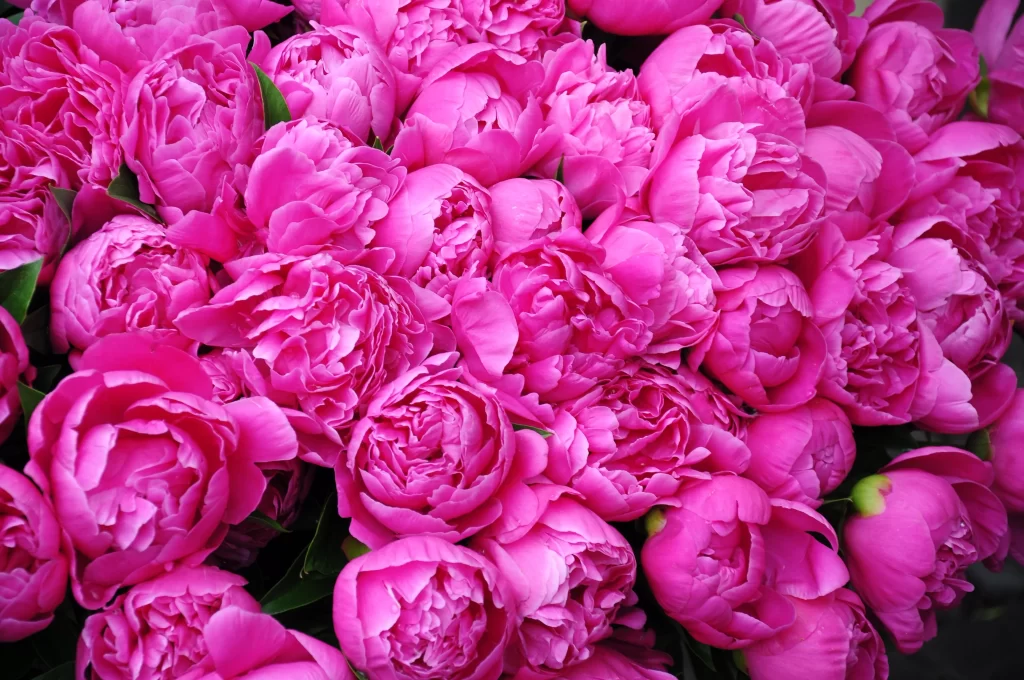 Pink Peony Bloom Petals Ruffled Dense