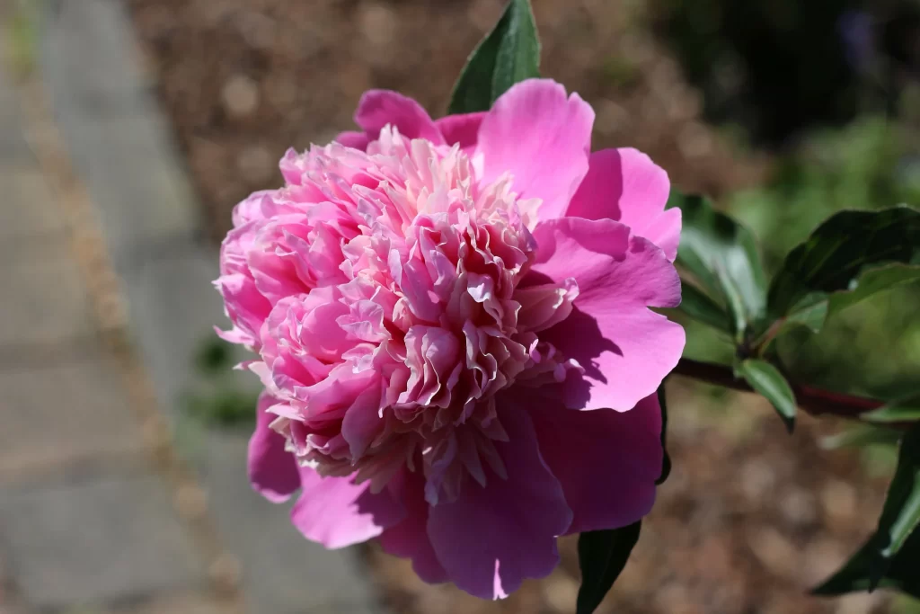 Pink Peony Bloom Petals Ruffled warm Green