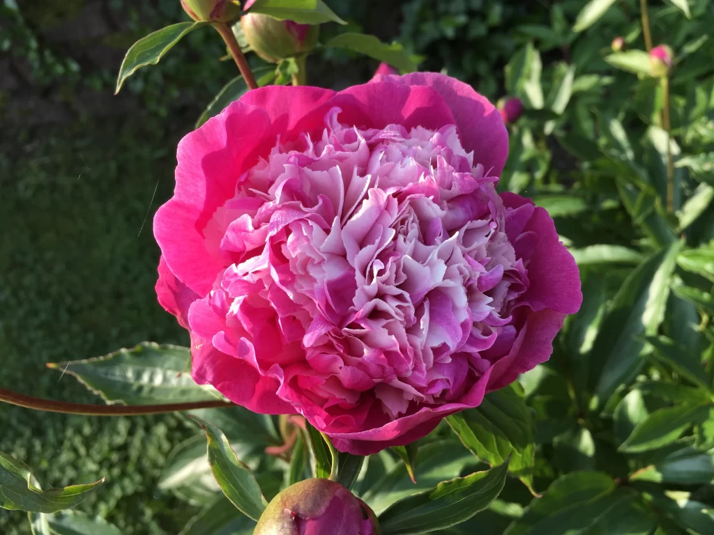 Pink Peony Bloom Petals Ruffled gray Green