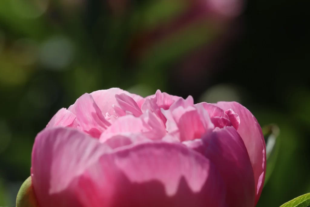 Pink Peony Bloom Petals Ruffled warm Texture