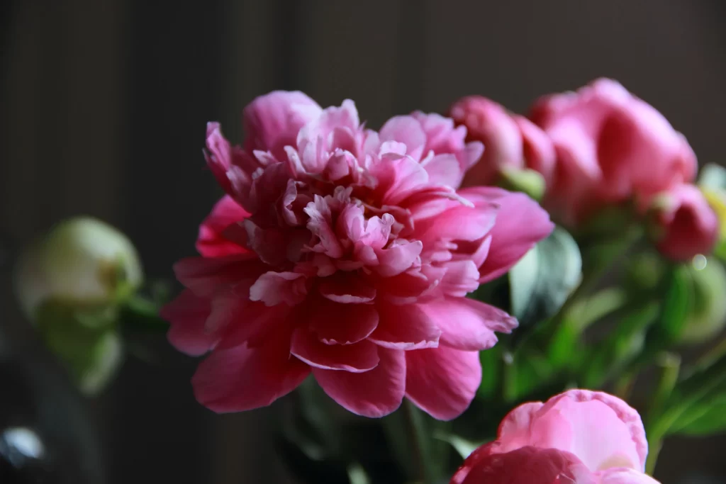 Pink Peony Bloom Petals Ruffled Dark gray Background