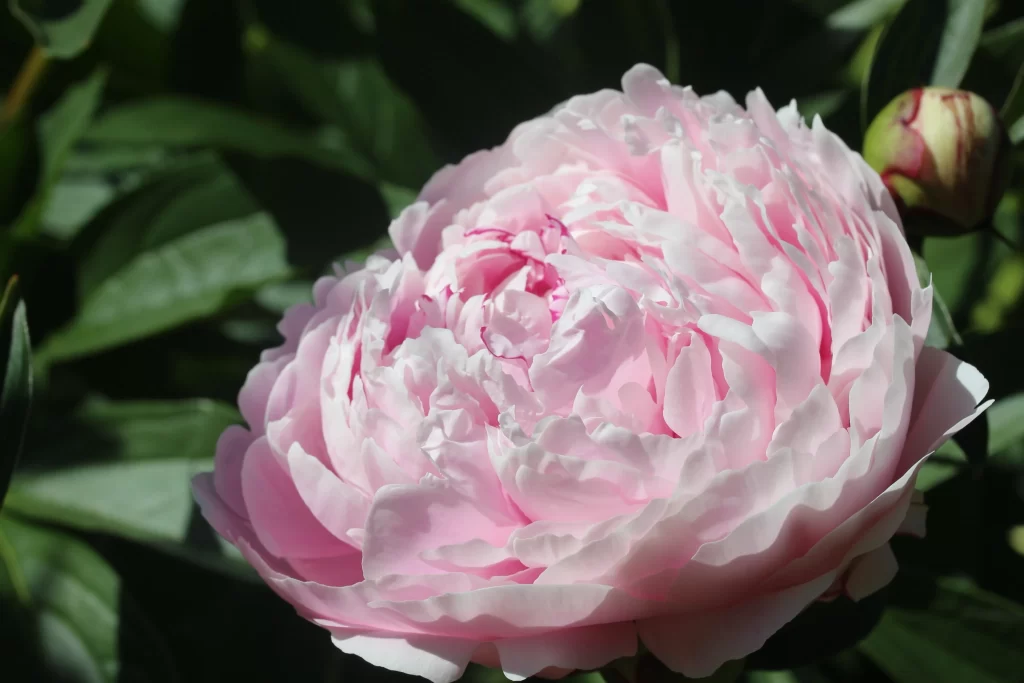Pink Peony Bloom Petals Ruffled gray Green