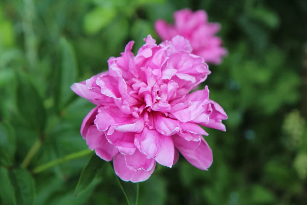 Pink Peony Bloom Petals Ruffled gray Green