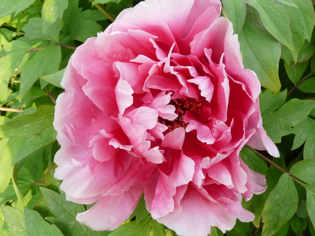 Pink Peony Bloom Petals Ruffled Green warm Leaves