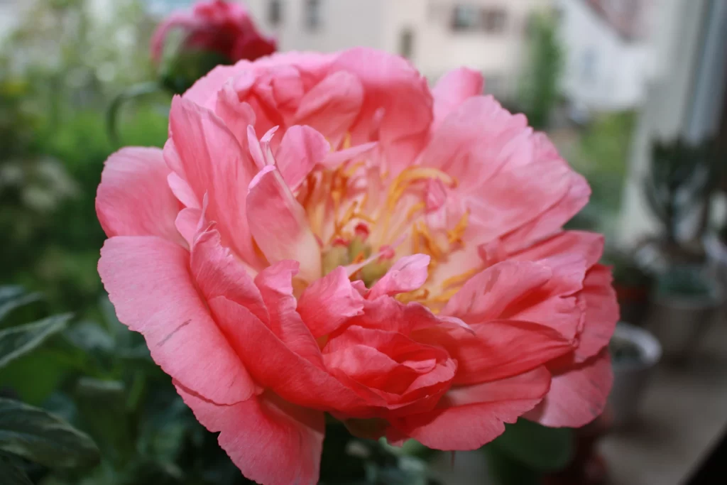 Pink Peony Bloom Petals Ruffled Yellow warm Center