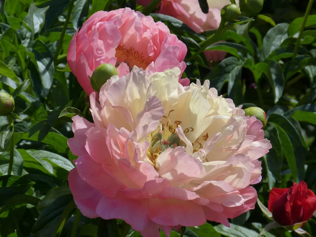 Pink Peony Bloom Petals Ruffled Yellow gray Center