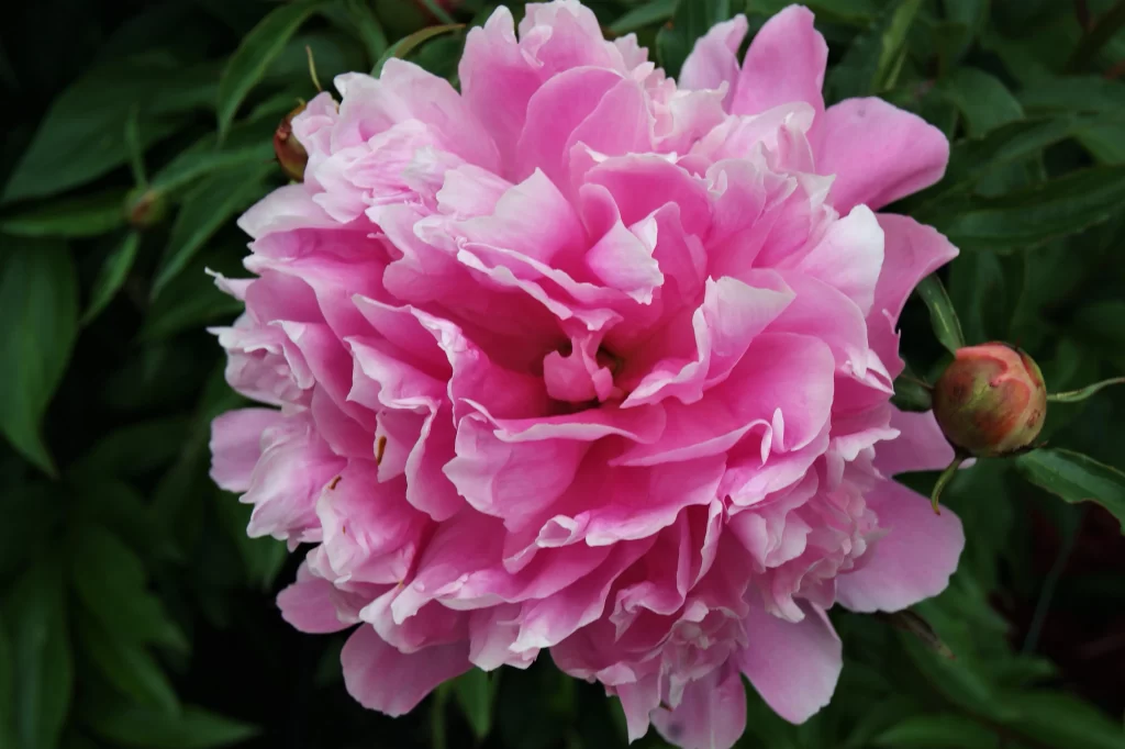 Pink Peony Bloom Petals Ruffled warm Green