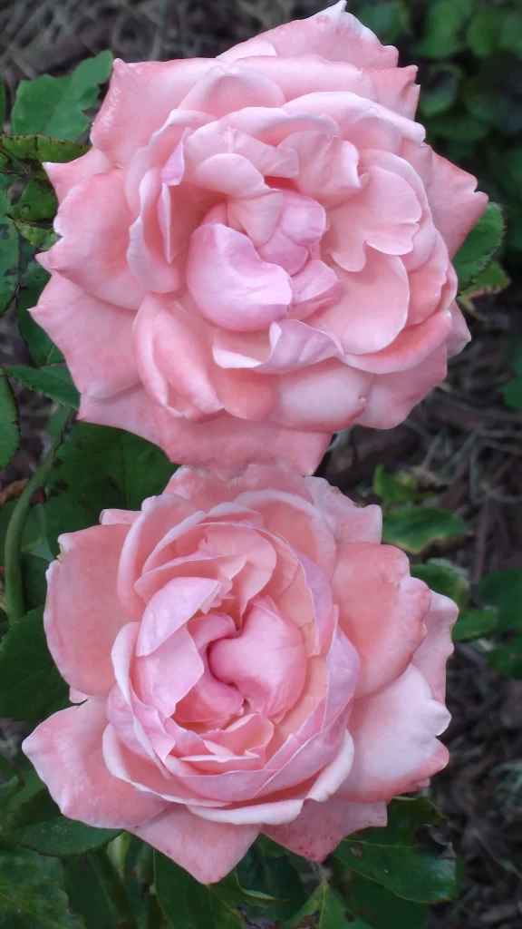 Pink Peony Bloom Petals Ruffled gray Green