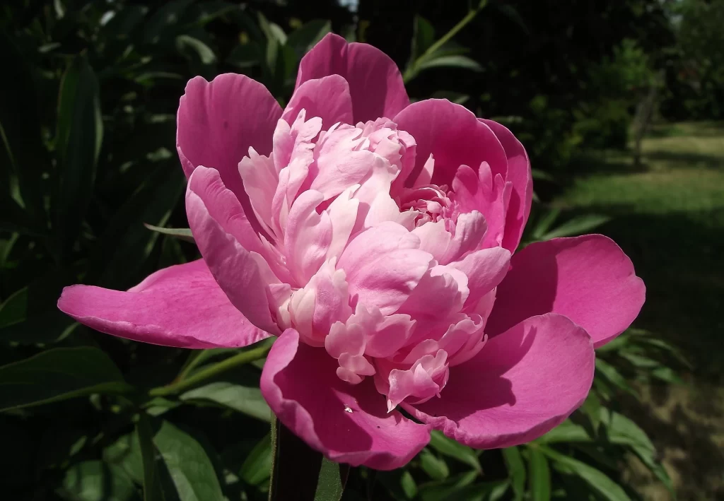 Pink Peony Bloom Petals Ruffled Layers