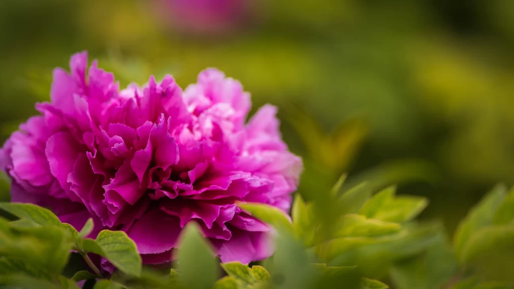 Pink Peony Bloom Petals Ruffled warm Green