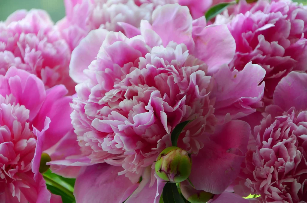 Pink Peony Bloom Petals Ruffled Green Bud