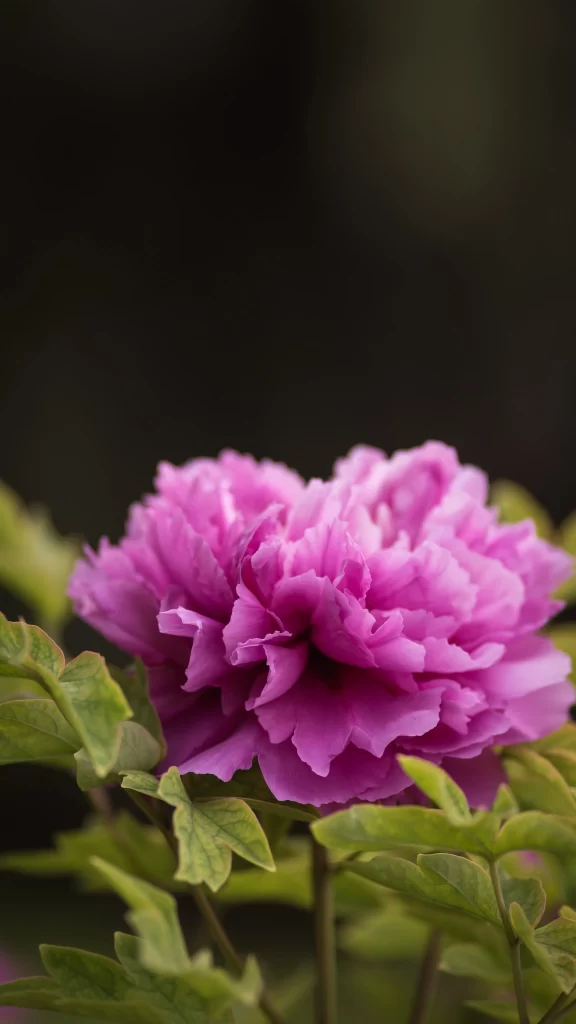 Pink Peony Bloom Petals Ruffled Green gray Leaves
