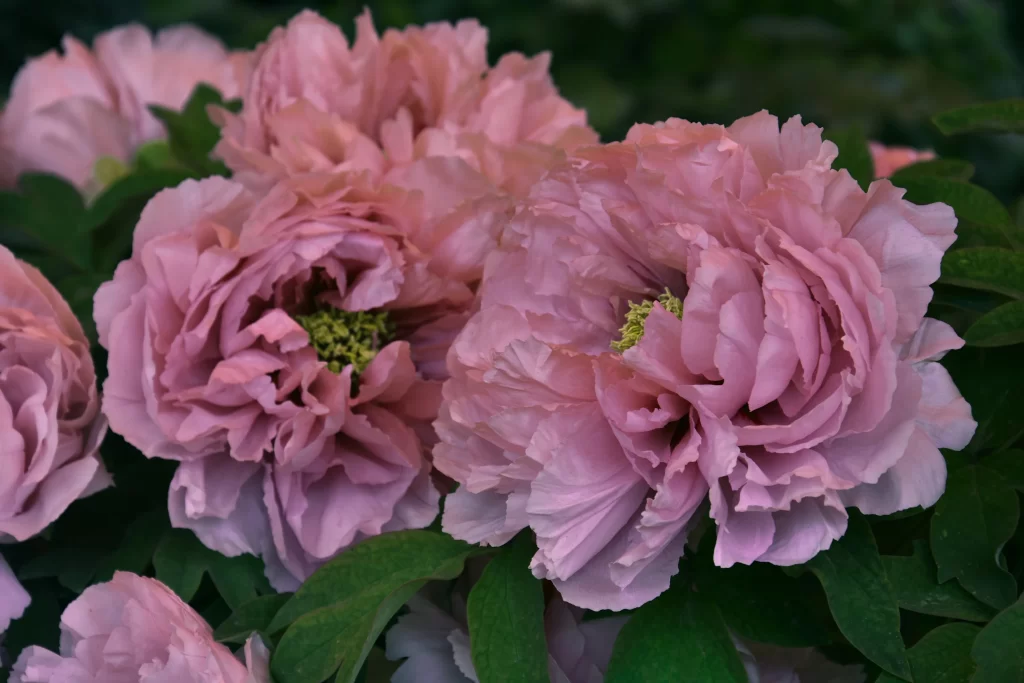 Pink Peony Bloom Petals Ruffled gray Green