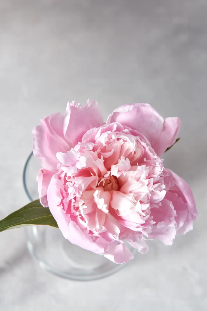 Pink Peony Bloom Petals Ruffled Green gray Leaves