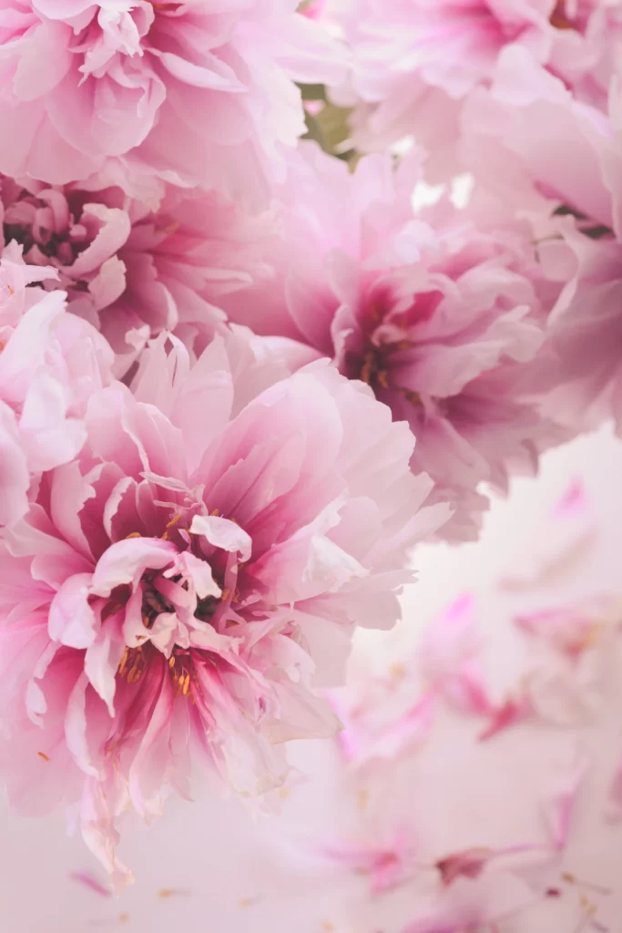 Pink Peony Bloom Petals Soft Focus