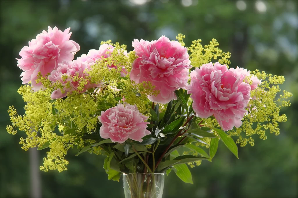 Pink Peony Bloom Petals warm Greenery