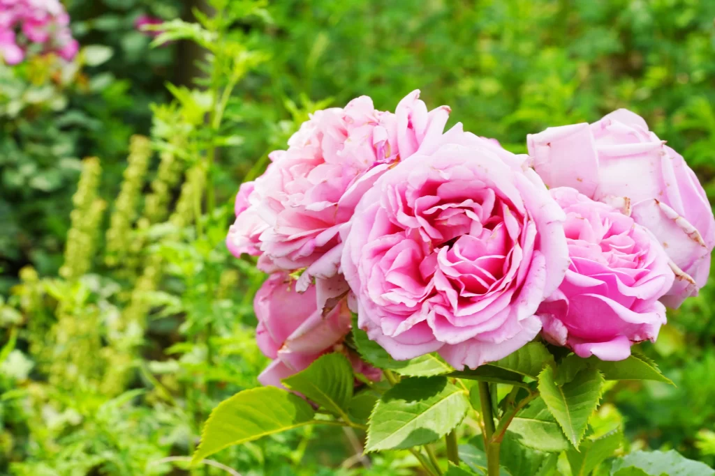 Pink Peony Bloom Petals warm Garden