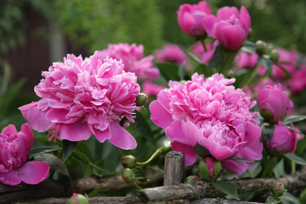 Pink Peony Bloom Petals warm Greenery