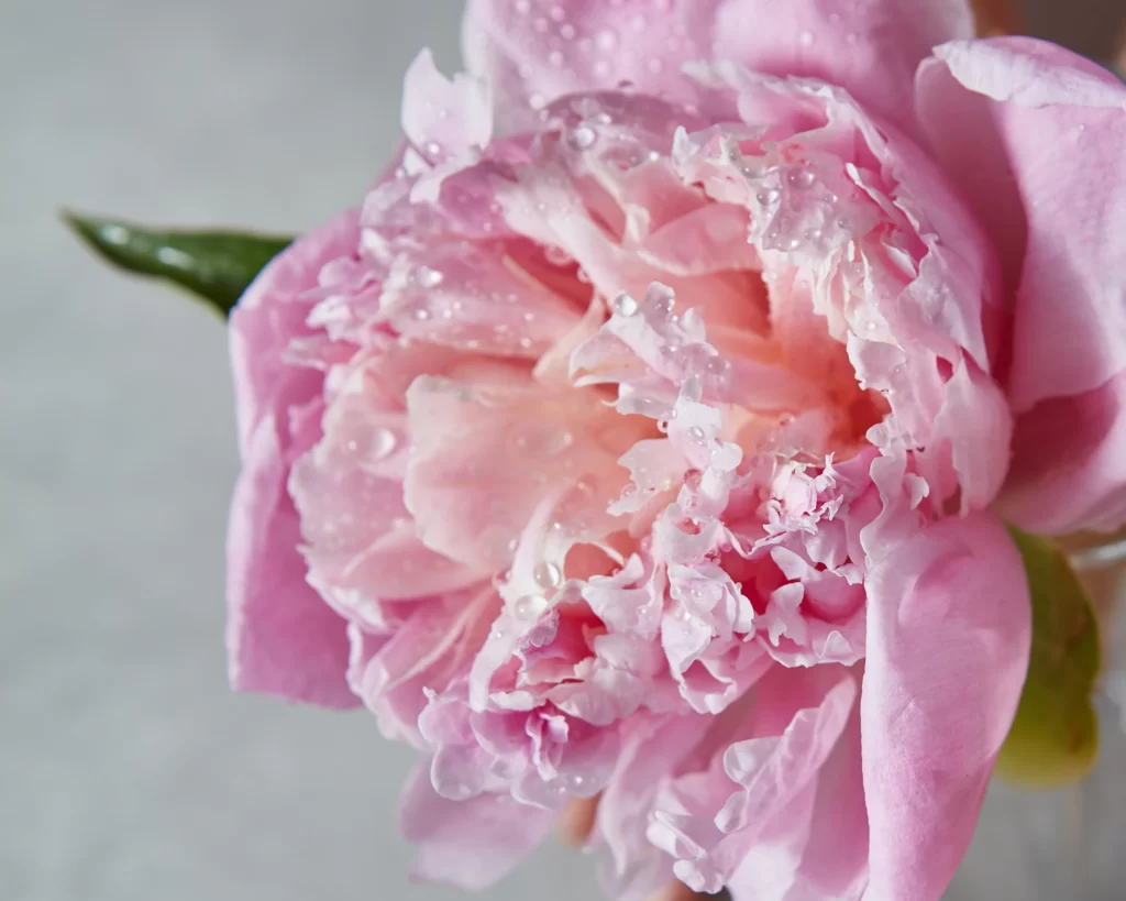 Pink Peony Bloom Petals warm Dewdrops
