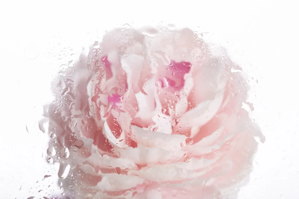 Pink Peony Bloom Petals white Waterdrops