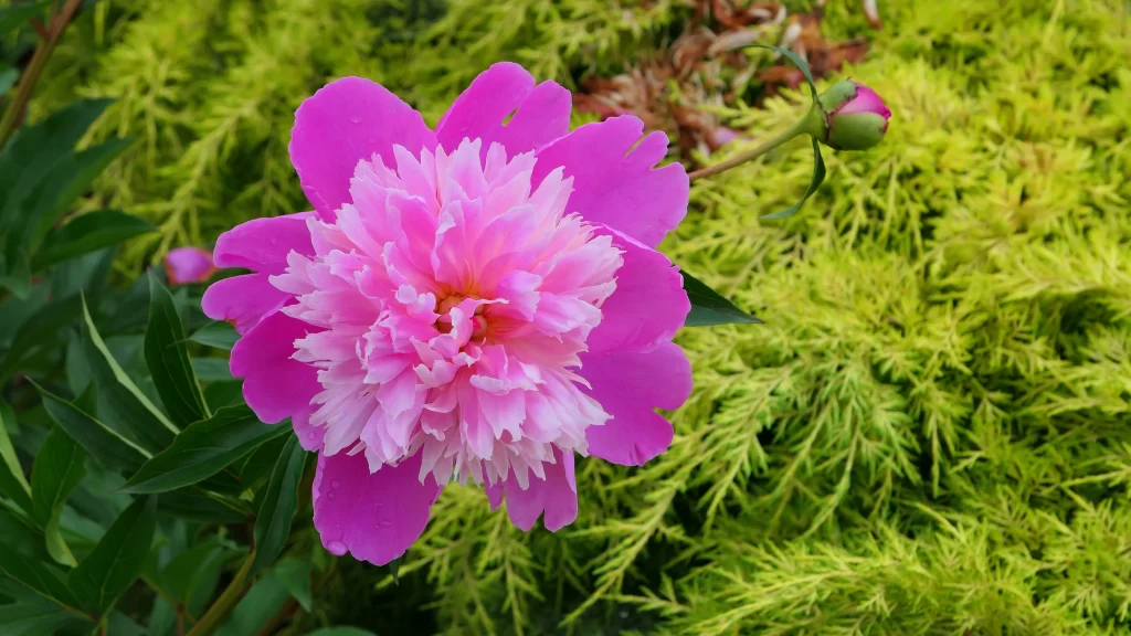 Pink Peony Bloom Petals warm Greenery