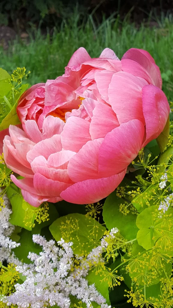 Pink Peony Bloom Petals warm Greenery