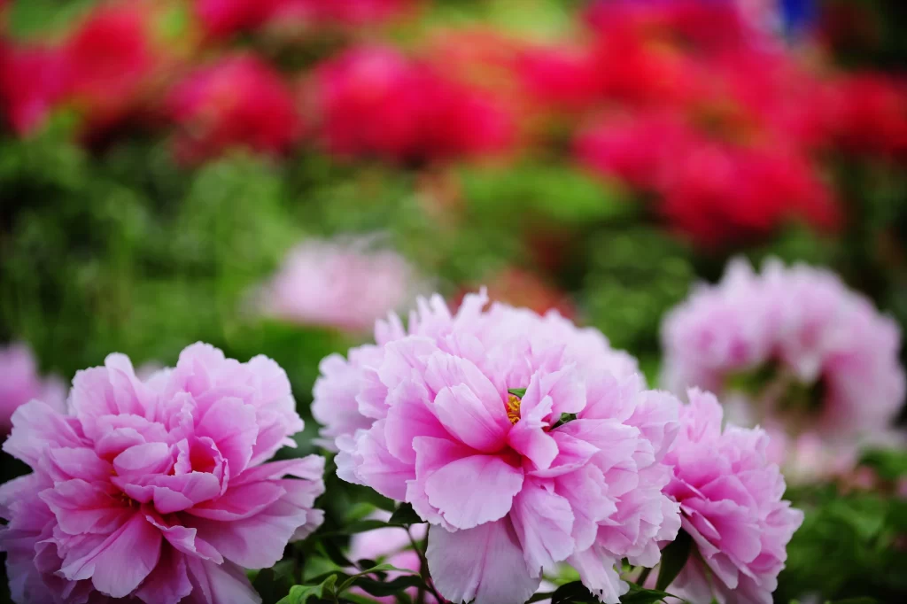 Pink Peony Bloom Petals warm Garden