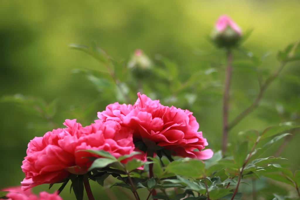 Pink Peony Bloom Petals warm Greenery