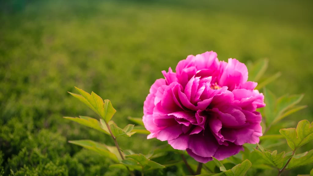 Pink Peony Bloom Petals warm Greenery