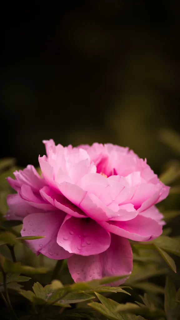 Pink Peony Bloom Petals warm Dewdrops