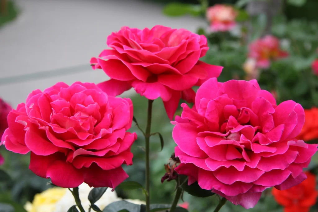 Pink Peony Bloom Petals warm Garden