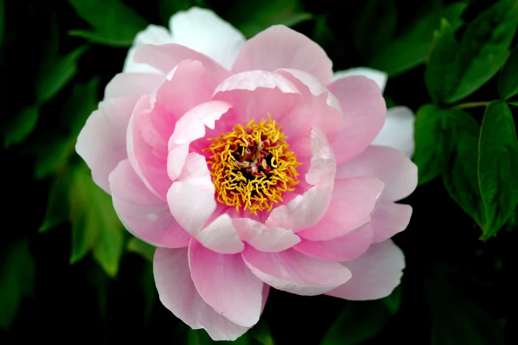 Pink Peony Bloom Petals Yellow gray Stamen