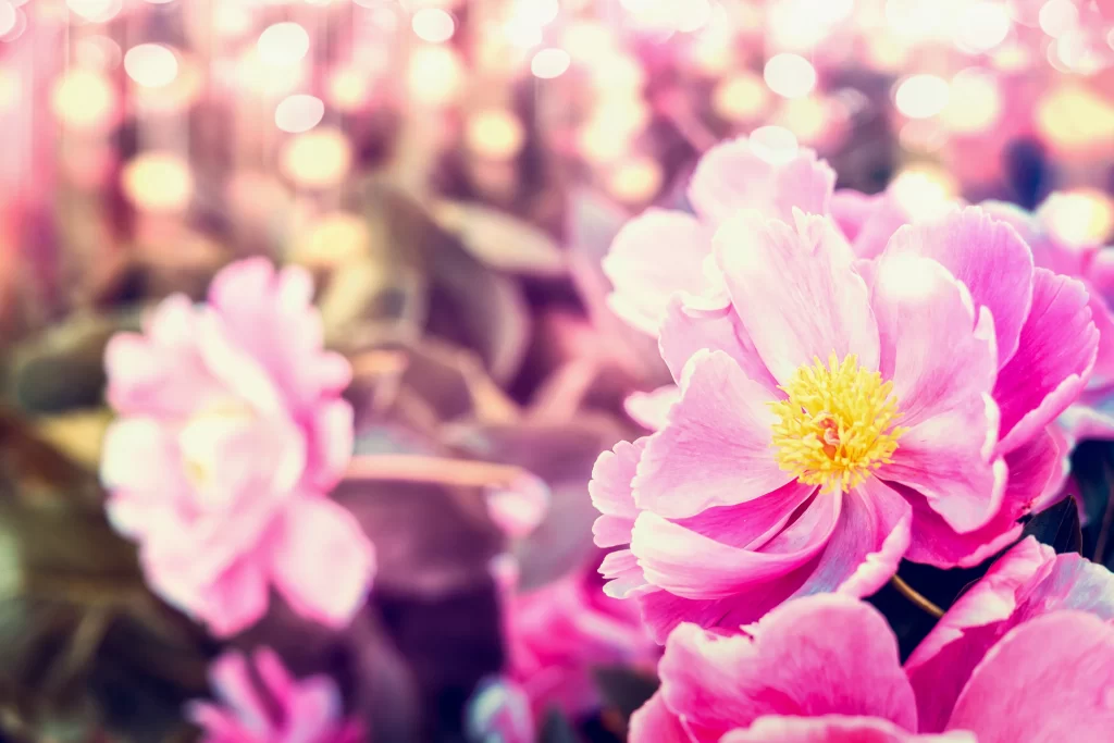 Pink Peony Bloom Petals Yellow warm Center