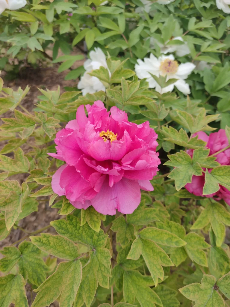 Pink Peony Bloom Petals Yellow Center Green warm Leaves