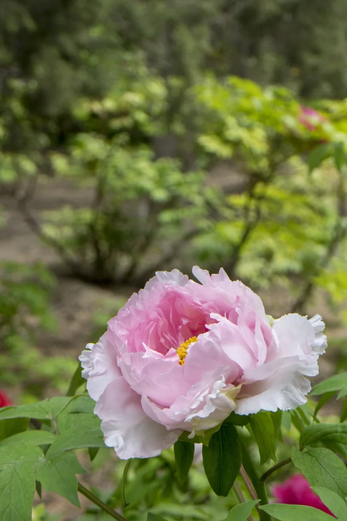 Pink Peony Bloom Petals Yellow warm Center