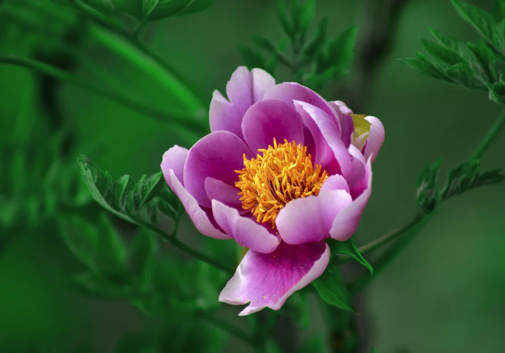 Pink Peony Bloom Petals Yellow Center Green gray Leaves