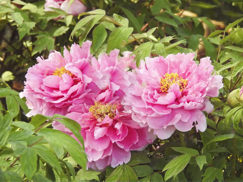 Pink Peony Bloom Petals Yellow Center Green gray Leaves