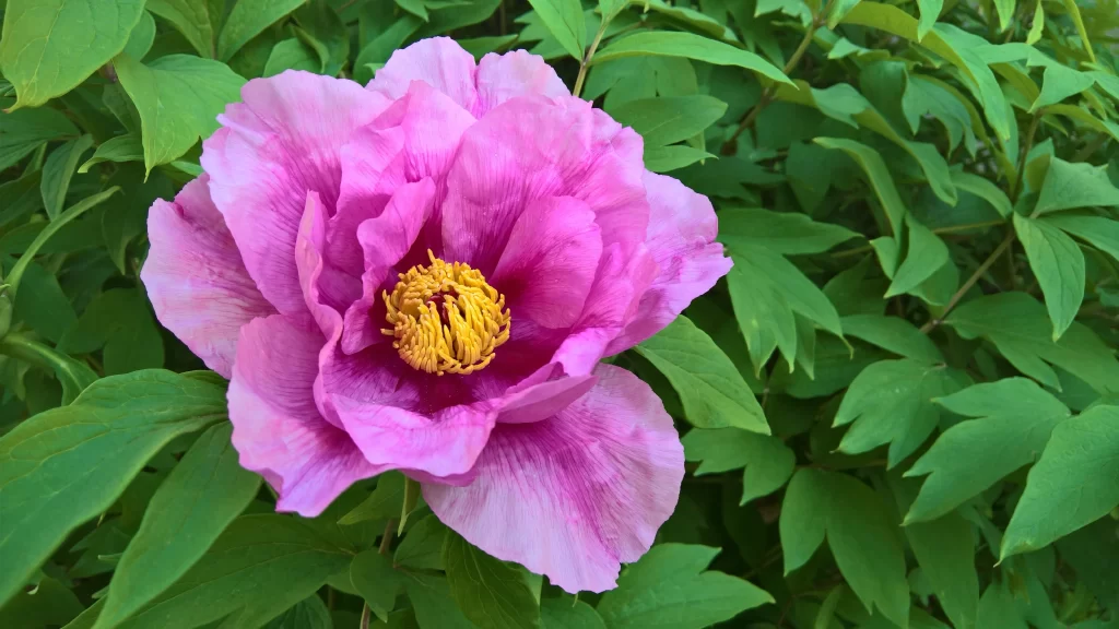 Pink Peony Bloom Petals Yellow gray Center