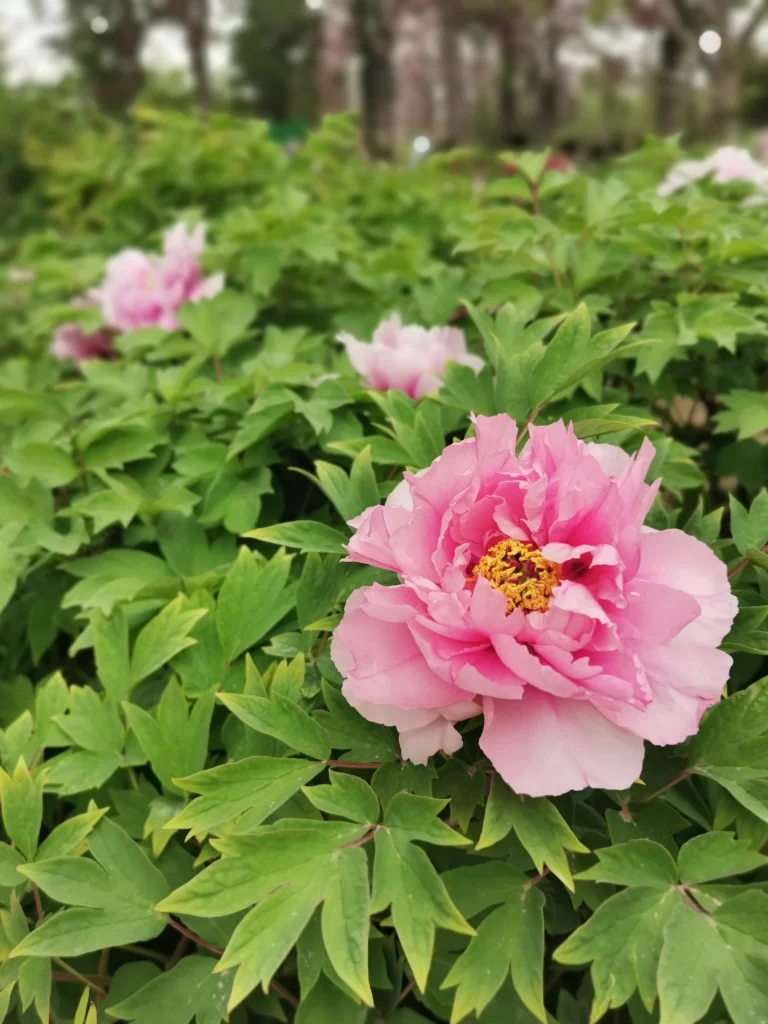 Pink Peony Bloom Petals Yellow Center Green warm Leaves